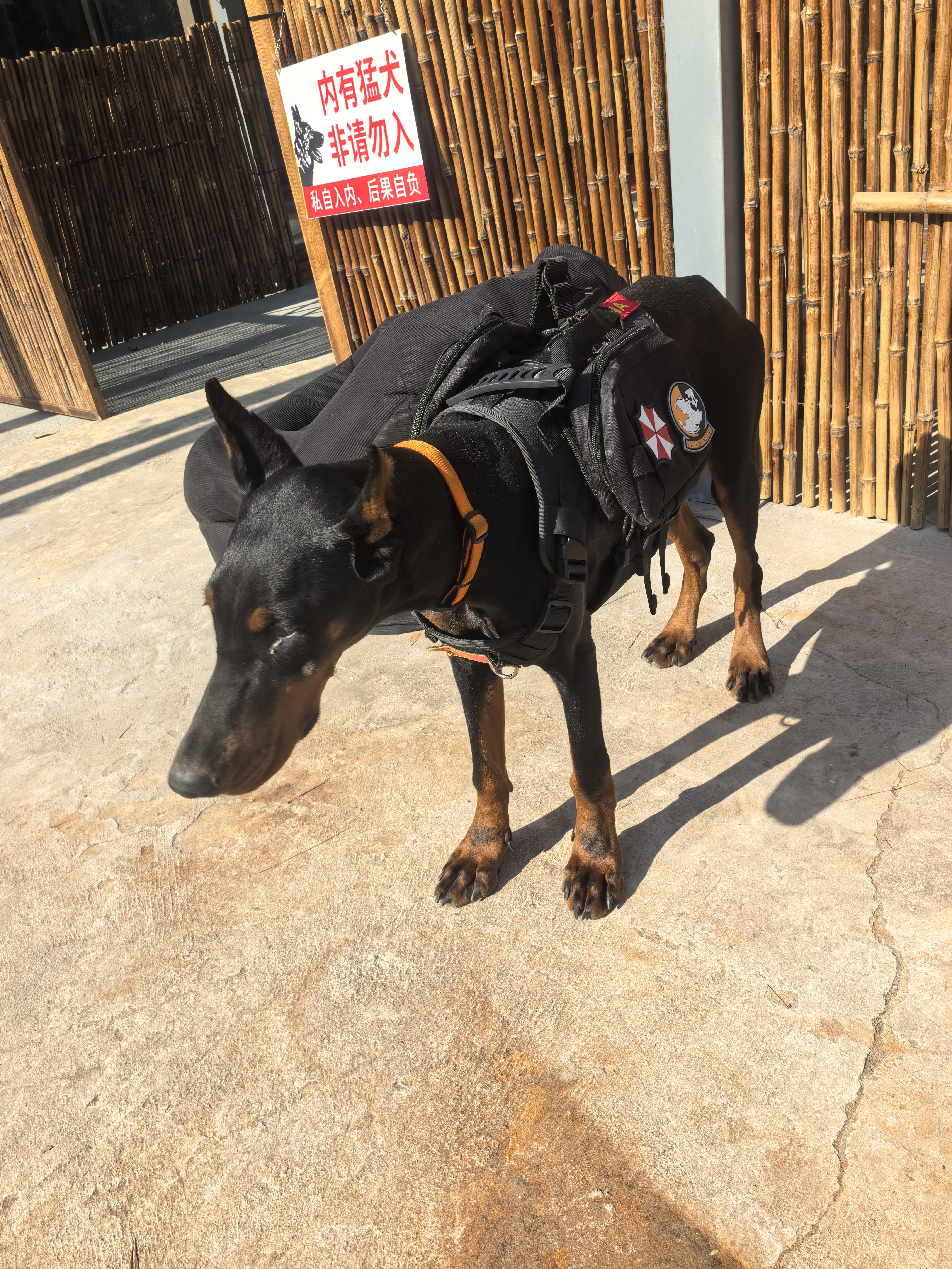 双血统带出生纸+芯片+追踪器+信息牌